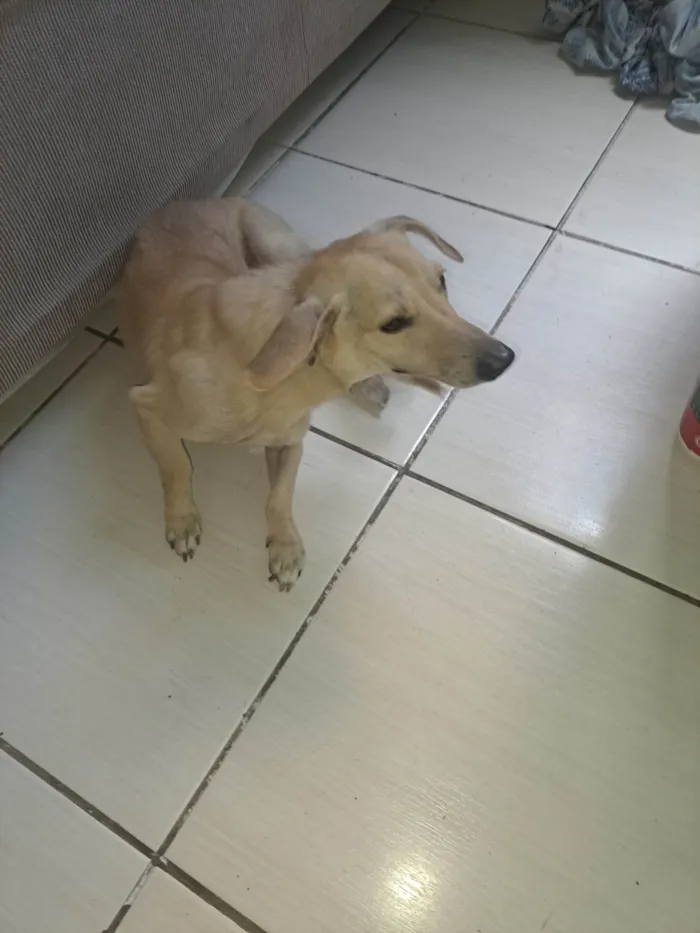 Cachorro ra a SRD-ViraLata idade 7 a 11 meses nome Duck