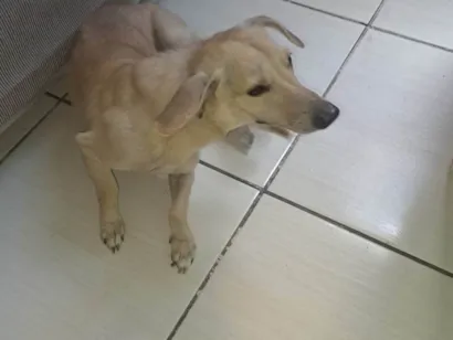Cachorro raça SRD-ViraLata idade 7 a 11 meses nome Duck