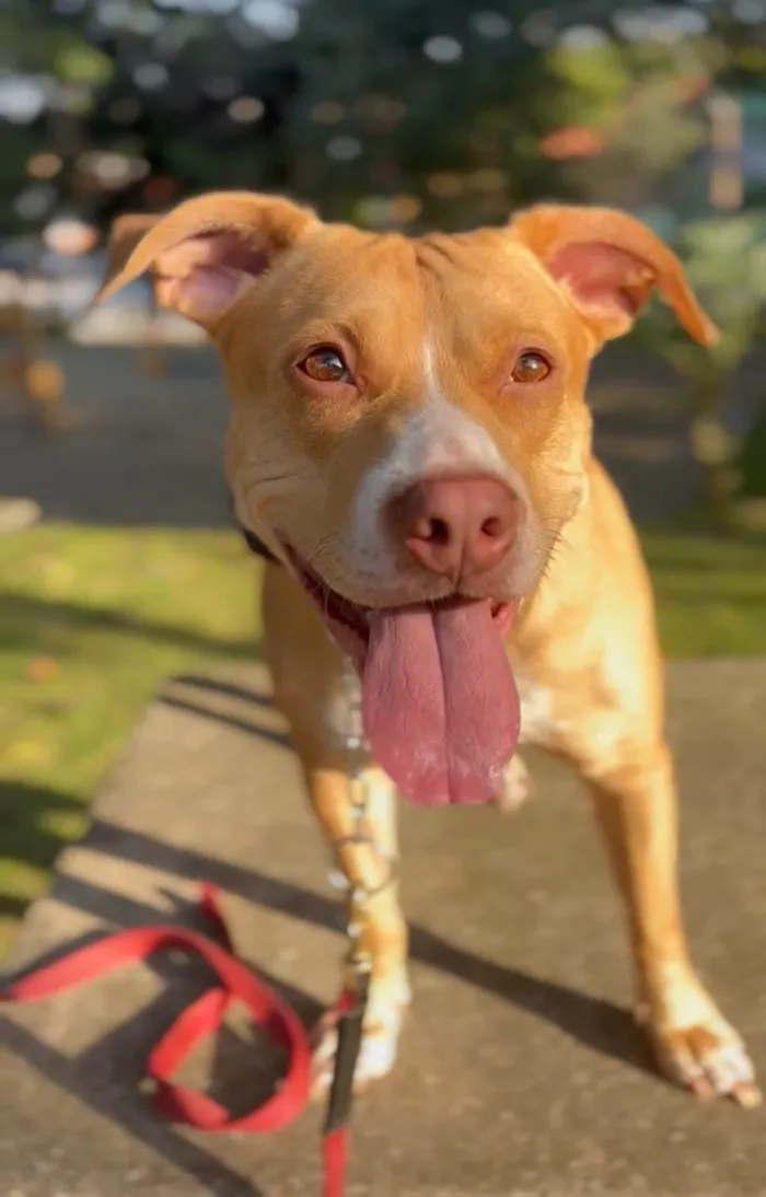 Cachorro ra a Pit-Bull idade 3 anos nome Maria