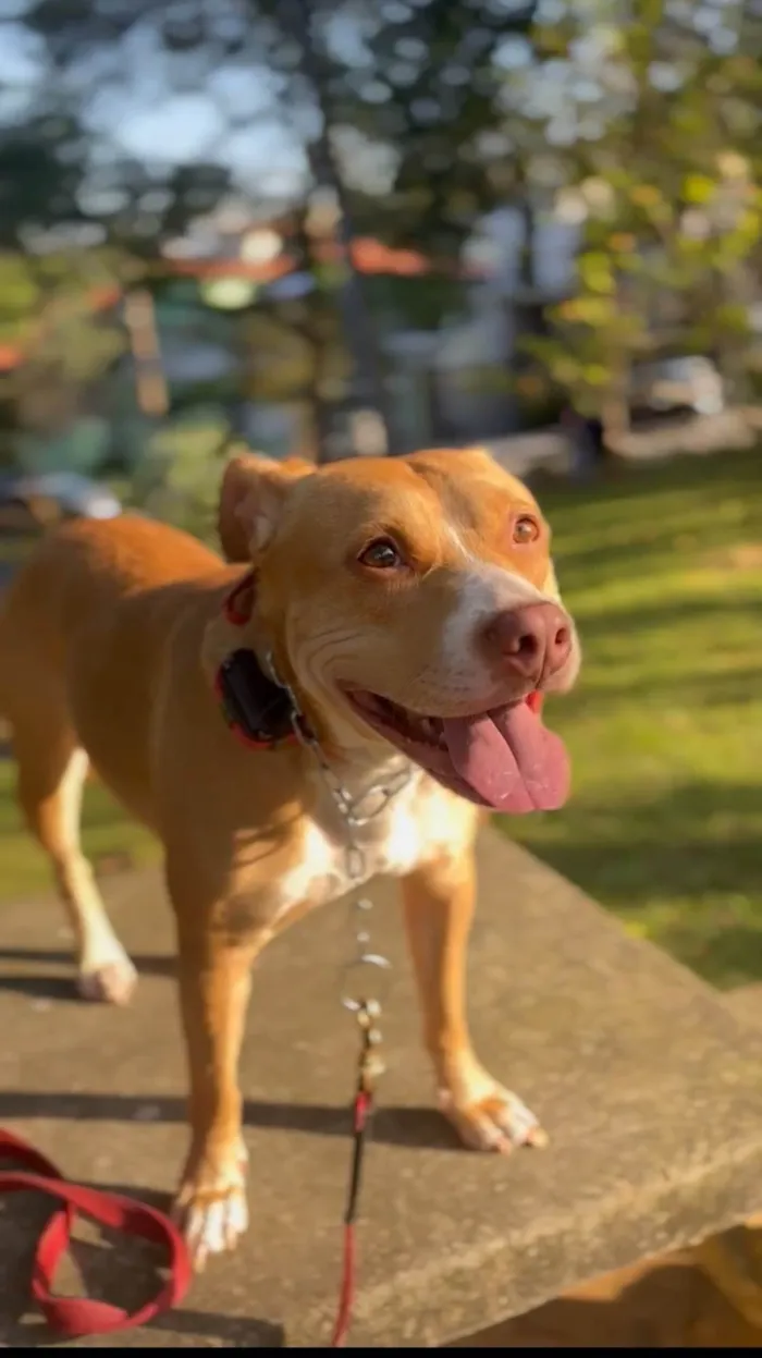 Cachorro ra a Pit-Bull idade 3 anos nome Maria