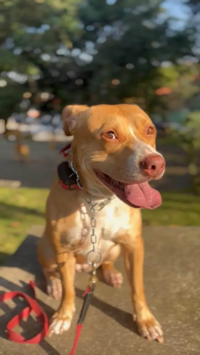 Cachorro ra a Pit-Bull idade 3 anos nome Maria