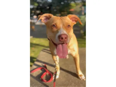 Cachorro raça Pit-Bull idade 3 anos nome Maria