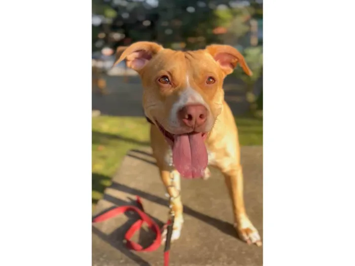 Cachorro ra a Pit-Bull idade 3 anos nome Maria