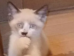 Gato raça Siamês idade 2 a 6 meses nome Aurora 