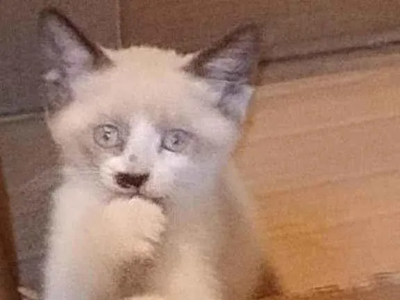 Gato ra a Siamês idade 2 a 6 meses nome Aurora 