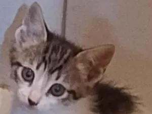Gato raça SRD-ViraLata idade 2 a 6 meses nome Flor