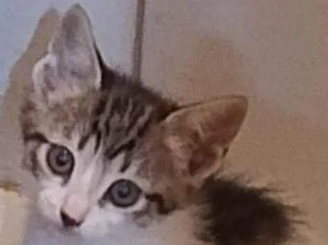 Gato ra a SRD-ViraLata idade 2 a 6 meses nome Flor