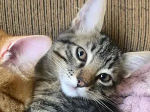 Gato raça SRD-ViraLata idade 2 a 6 meses nome Julia 