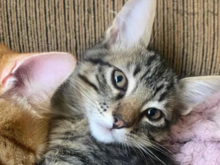 Gato ra a SRD-ViraLata idade 2 a 6 meses nome Julia 