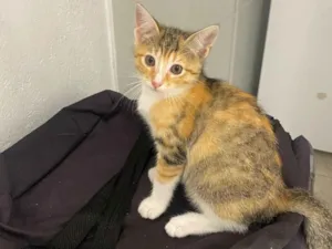 Gato raça SRD-ViraLata idade 2 a 6 meses nome Julia 