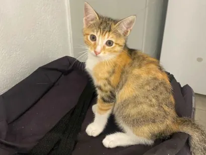 Gato raça SRD-ViraLata idade 2 a 6 meses nome Julia 