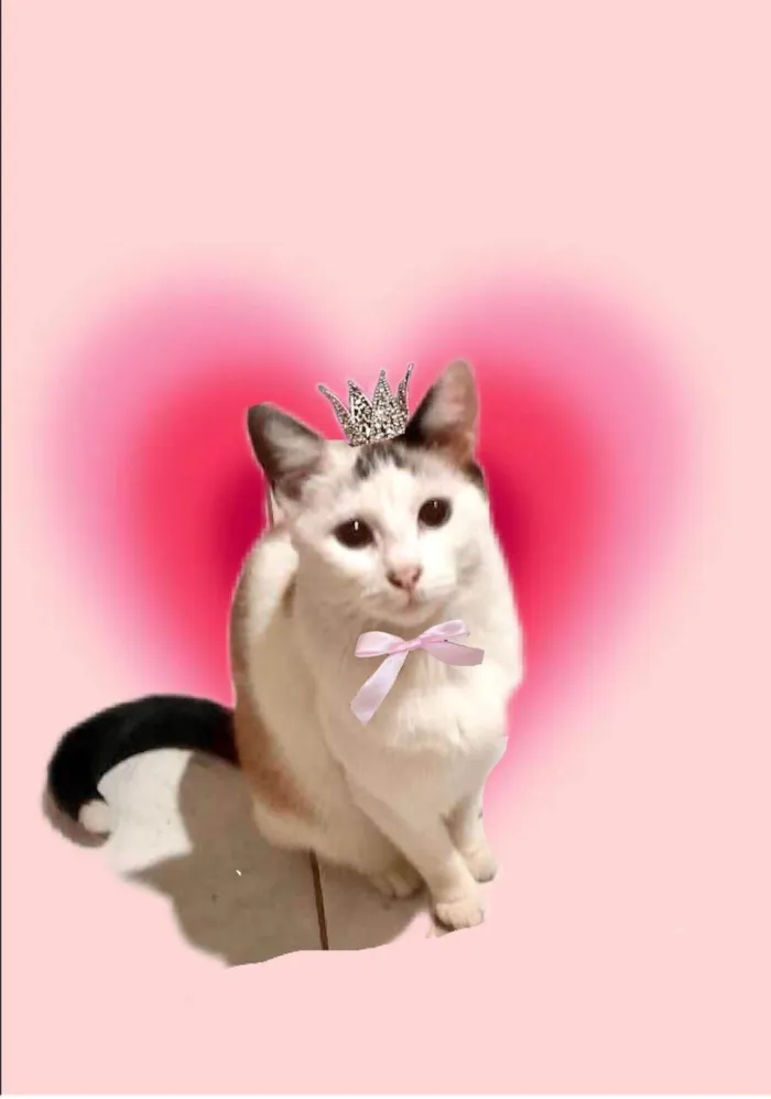 Gato ra a SRD-ViraLata idade 7 a 11 meses nome Melissa linda 1aninho