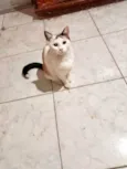 Melissa linda 1aninho