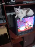 Melissa linda 1aninho