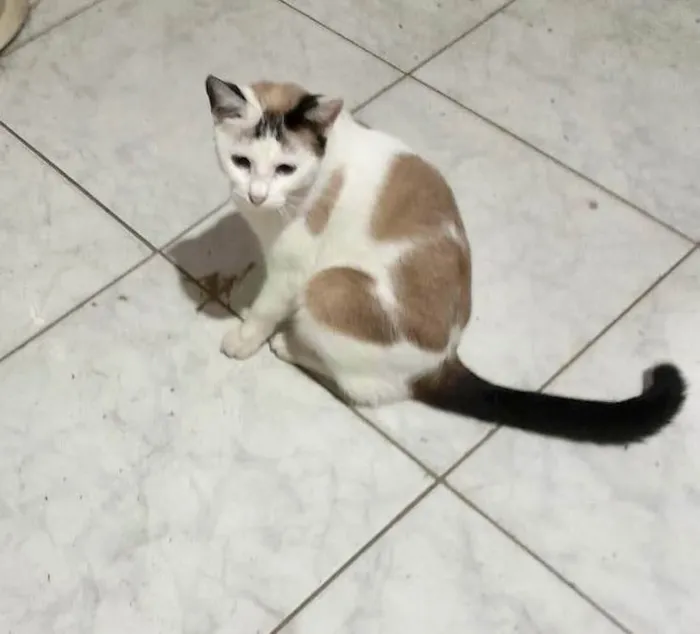 Gato ra a SRD-ViraLata idade 7 a 11 meses nome Melissa linda 1aninho