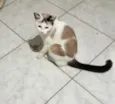 Melissa linda 1aninho