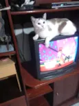 Melissa linda 1aninho