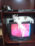 Melissa linda 1aninho