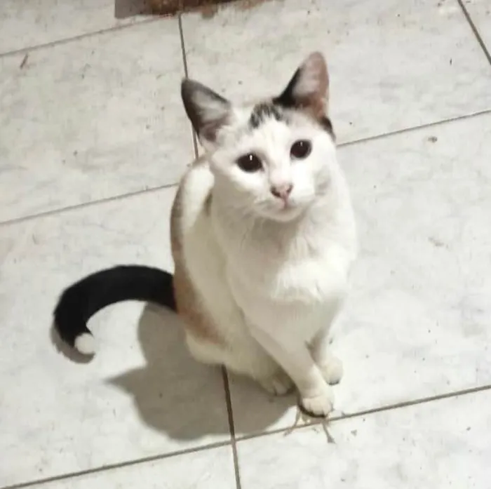 Gato ra a SRD-ViraLata idade 7 a 11 meses nome Melissa linda 1aninho