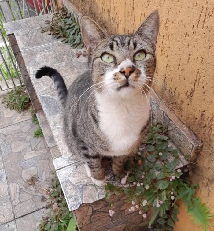 Gato ra a SRD-ViraLata idade 7 a 11 meses nome Ronron 1aninho Linda 