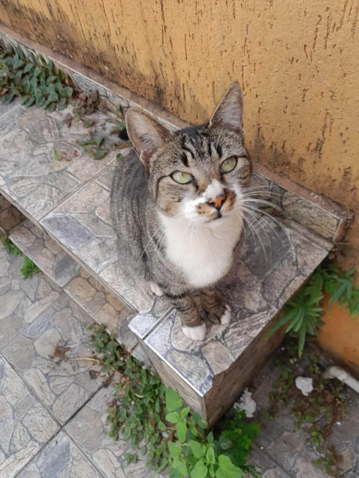 Gato ra a SRD-ViraLata idade 7 a 11 meses nome Ronron 1aninho Linda 