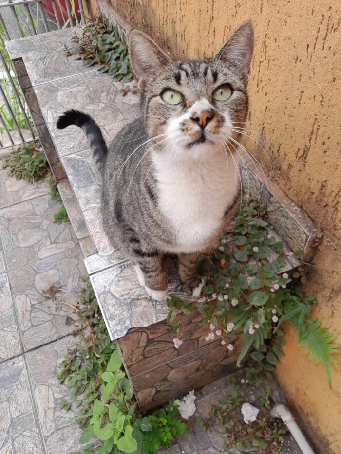Gato ra a SRD-ViraLata idade 7 a 11 meses nome Ronron 1aninho Linda 