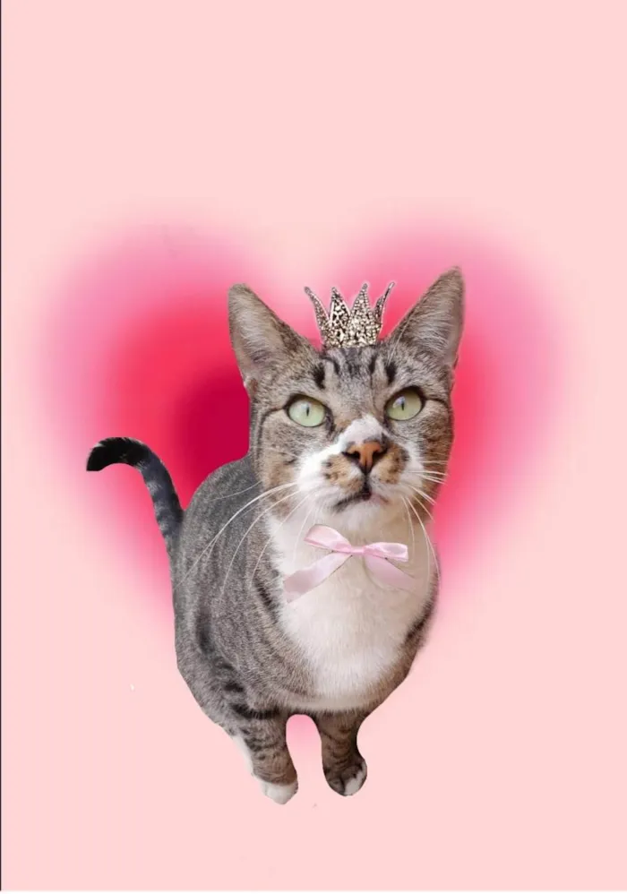 Gato ra a SRD-ViraLata idade 7 a 11 meses nome Ronron 1aninho Linda 