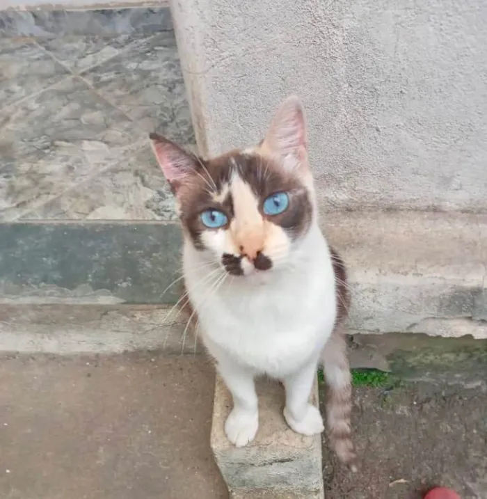 Gato ra a SRD-ViraLata idade 7 a 11 meses nome Cappuccino linda 1aninho 