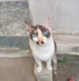 Cappuccino linda 1aninho