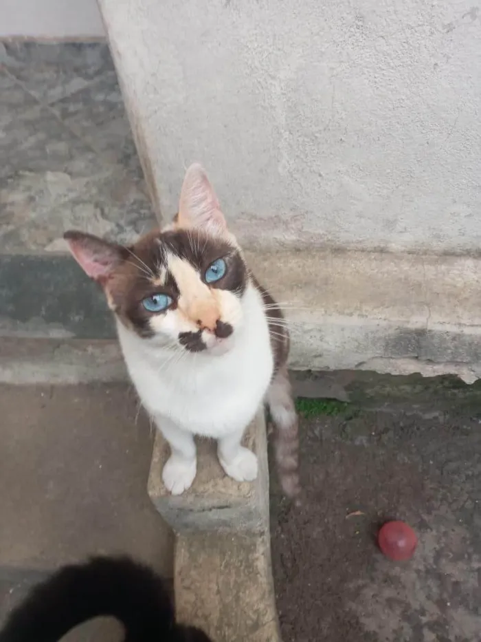 Gato ra a SRD-ViraLata idade 7 a 11 meses nome Cappuccino linda 1aninho 