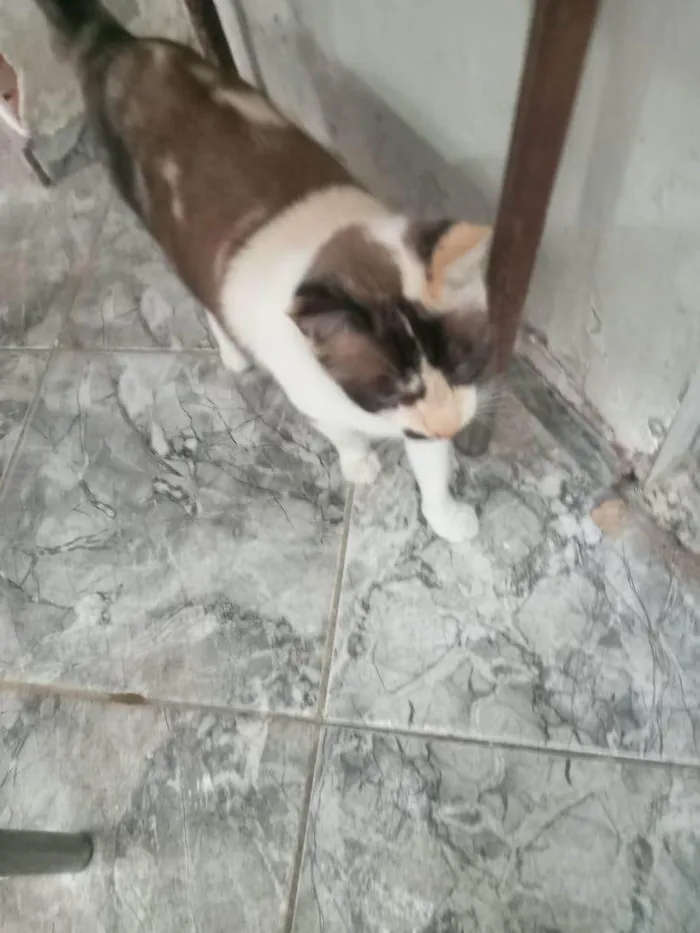 Gato ra a SRD-ViraLata idade 7 a 11 meses nome Cappuccino linda 1aninho 