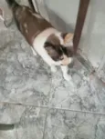 Cappuccino linda 1aninho