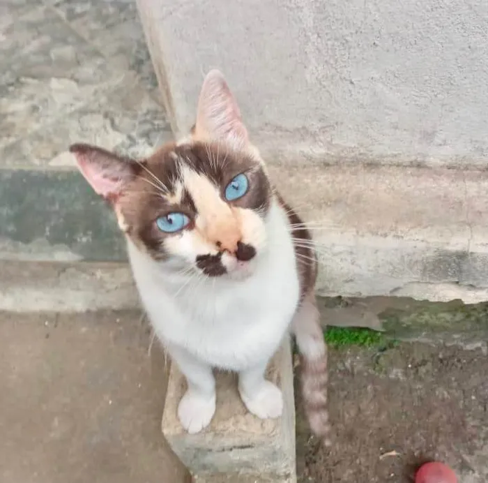 Gato ra a SRD-ViraLata idade 7 a 11 meses nome Cappuccino linda 1aninho 