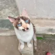 Cappuccino linda 1aninho