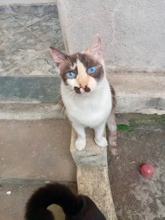 Gato ra a SRD-ViraLata idade 7 a 11 meses nome Cappuccino linda 1aninho 