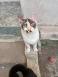 Cappuccino linda 1aninho