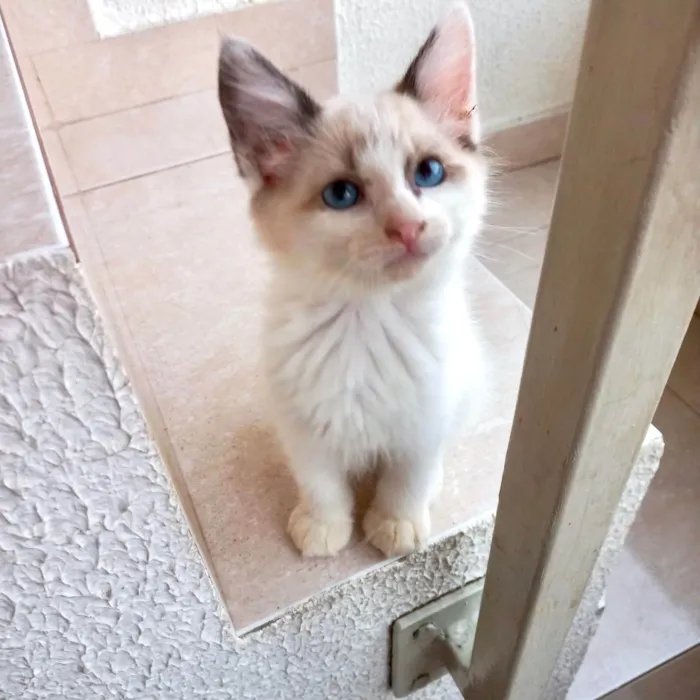 Gato ra a SRD-ViraLata idade 2 a 6 meses nome Pompom bb2meses 