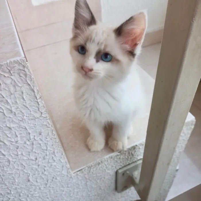 Gato ra a SRD-ViraLata idade 2 a 6 meses nome Pompom bb2meses 