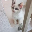 Pompom bb2meses