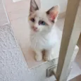 Pompom bb2meses