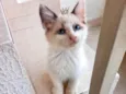 Pompom bb2meses