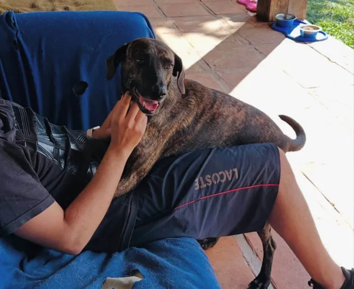 Cachorro ra a SRD-ViraLata idade 3 anos nome Jean