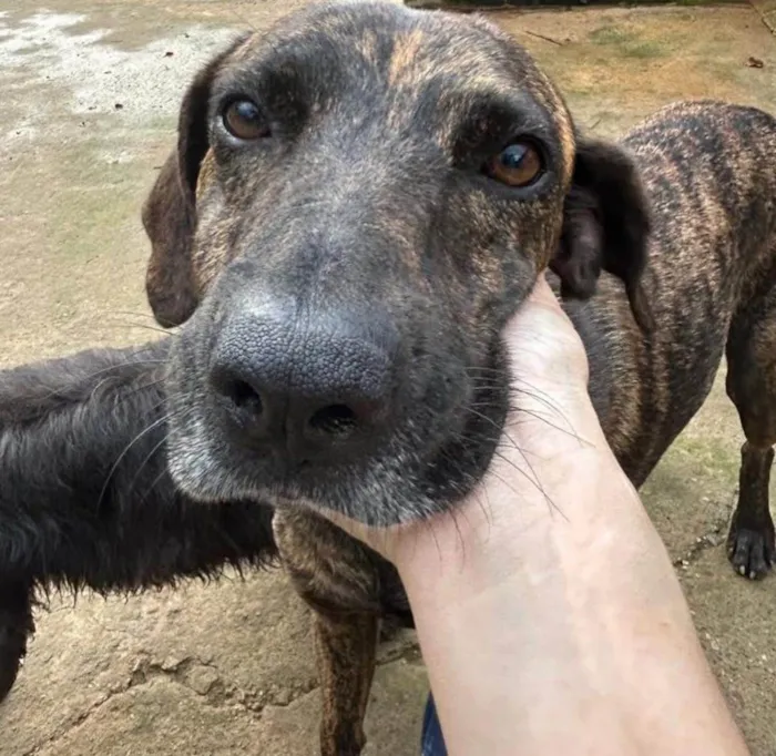Cachorro ra a SRD-ViraLata idade 3 anos nome Jean