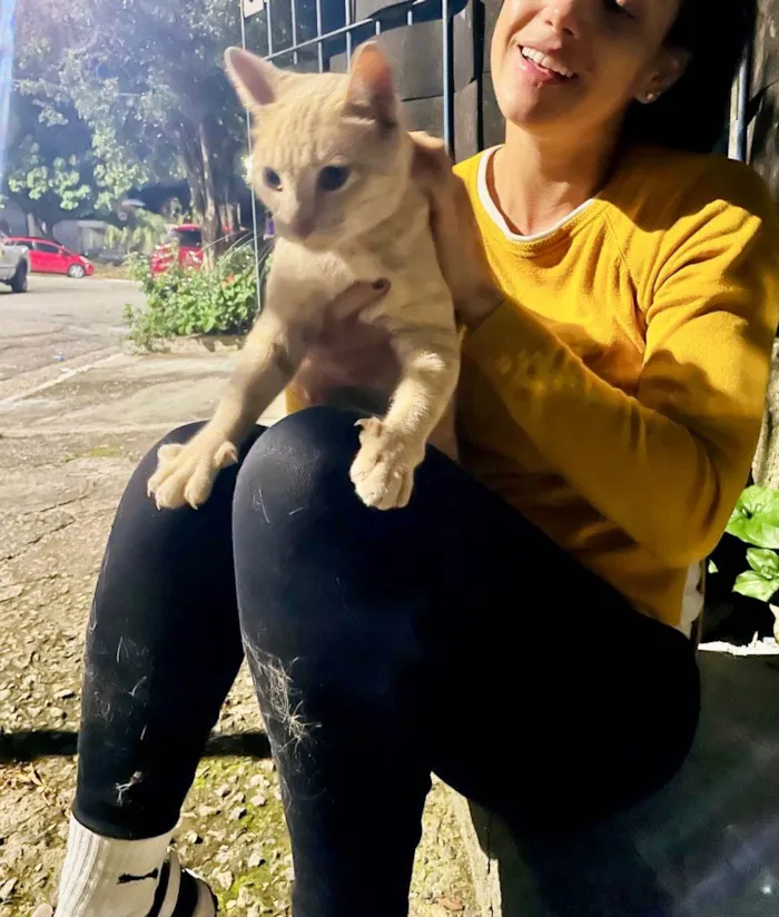 Gato ra a SRD-ViraLata idade 2 a 6 meses nome Greg bb6meses lindo e um amor 