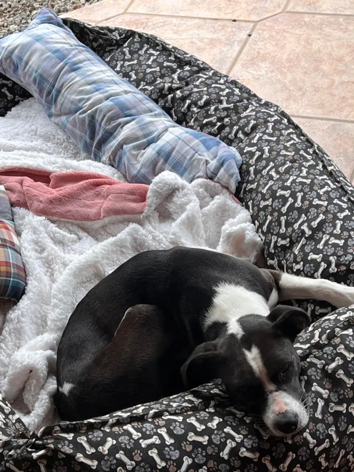 Cachorro ra a SRD-ViraLata idade 1 ano nome Maria Lúcia 