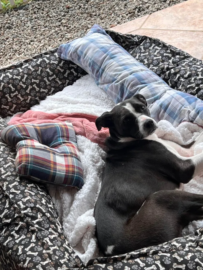 Cachorro ra a SRD-ViraLata idade 1 ano nome Maria Lúcia 
