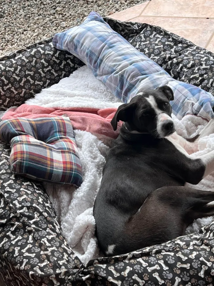 Cachorro ra a SRD-ViraLata idade 1 ano nome Maria Lúcia 