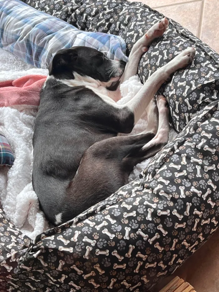 Cachorro ra a SRD-ViraLata idade 1 ano nome Maria Lúcia 