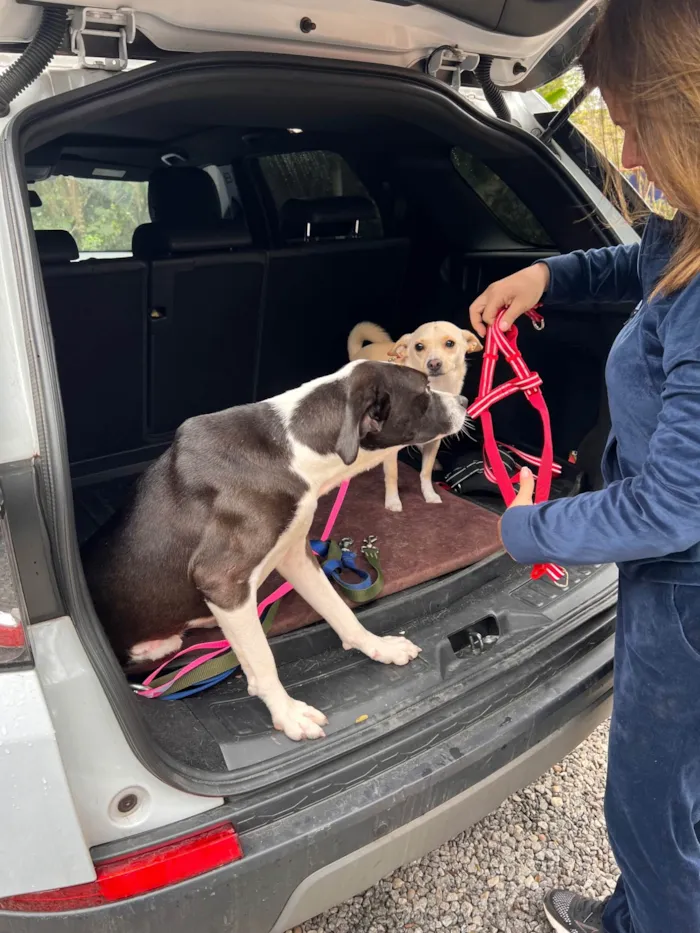 Cachorro ra a SRD-ViraLata idade 1 ano nome Maria Lúcia 