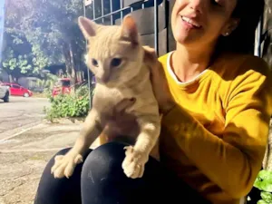 Gato raça SRD-ViraLata idade 2 a 6 meses nome Greg bb6meses lindo e um amor 